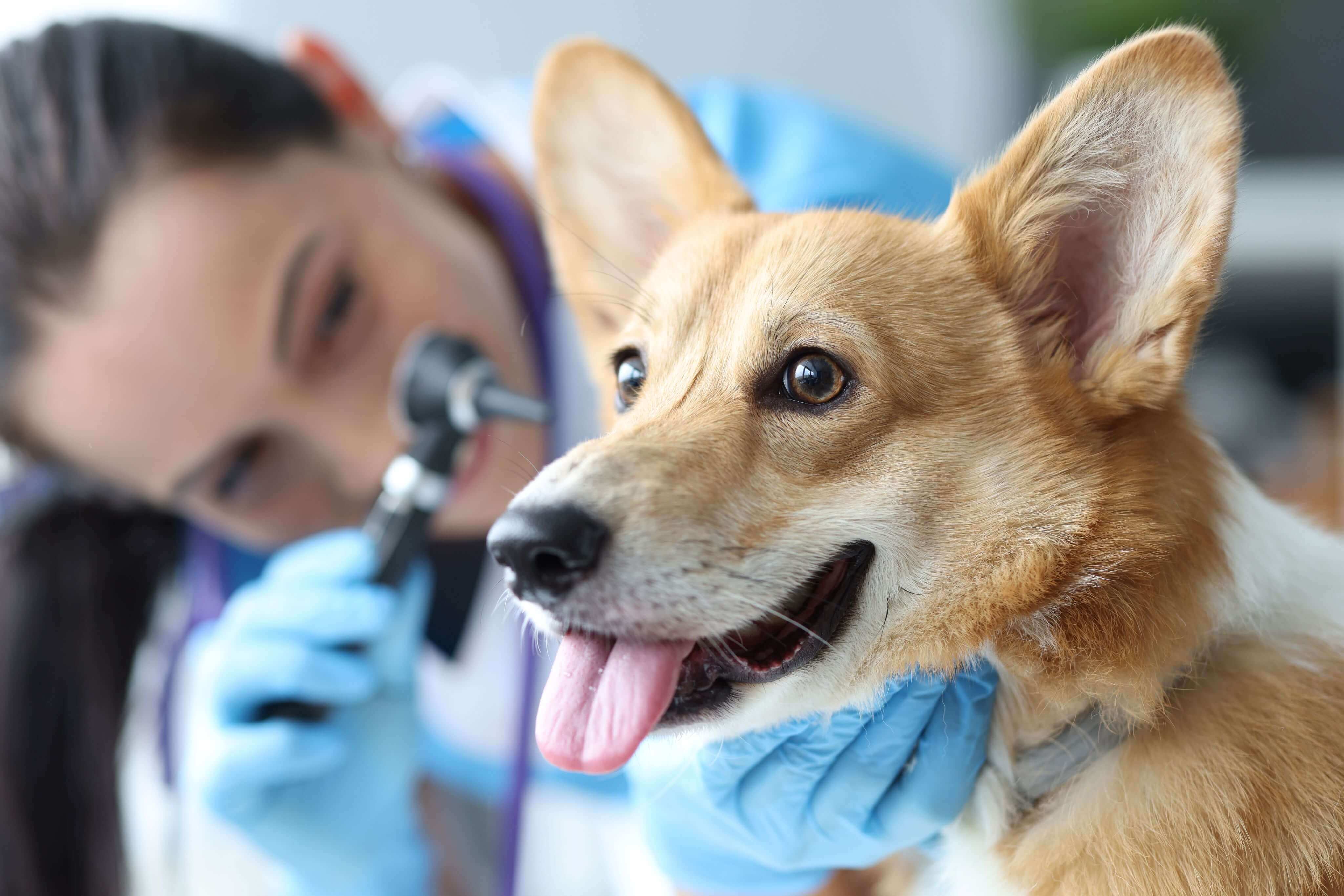 vet and doctor