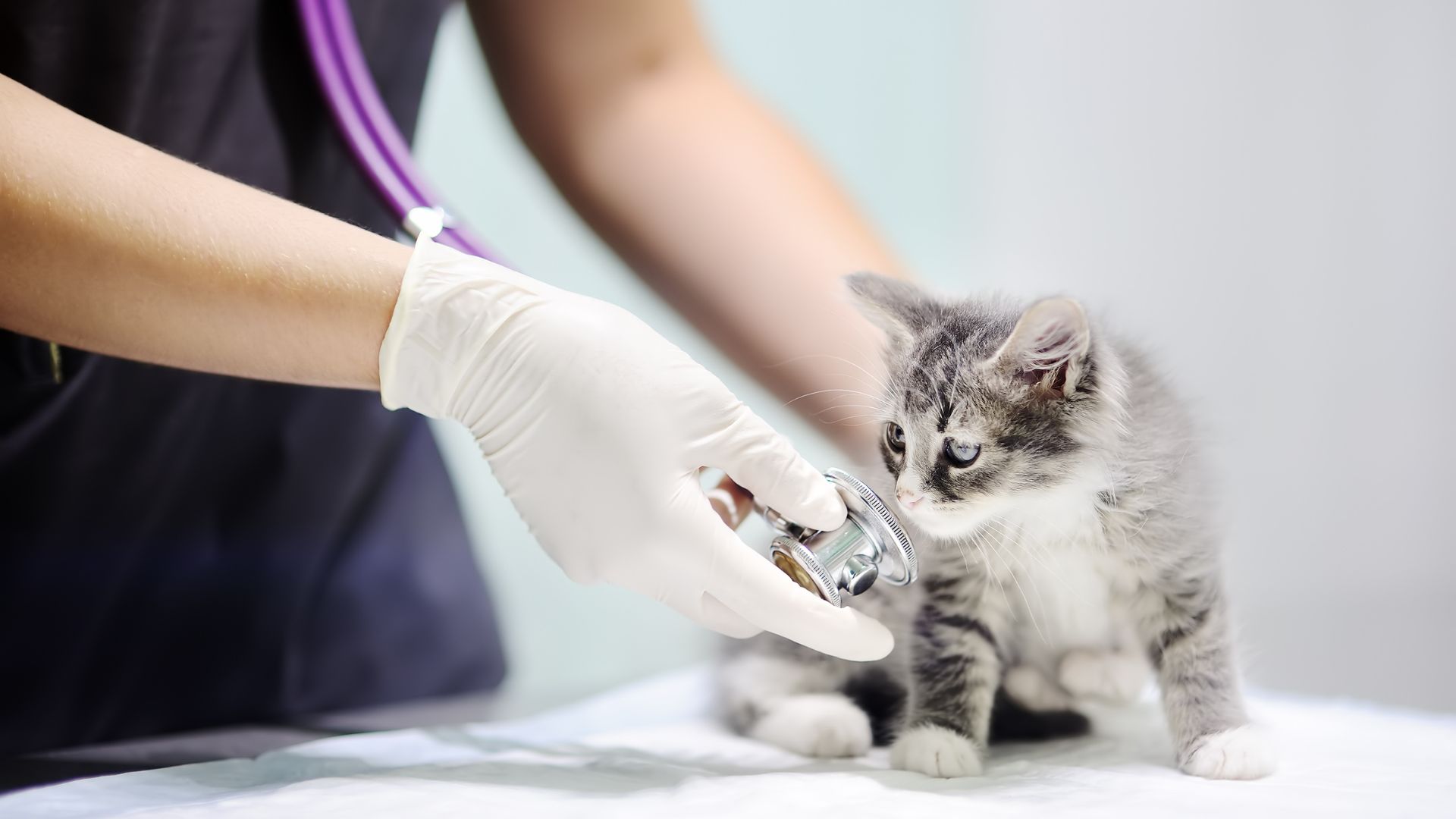 Kitten sniffing a stethoscope