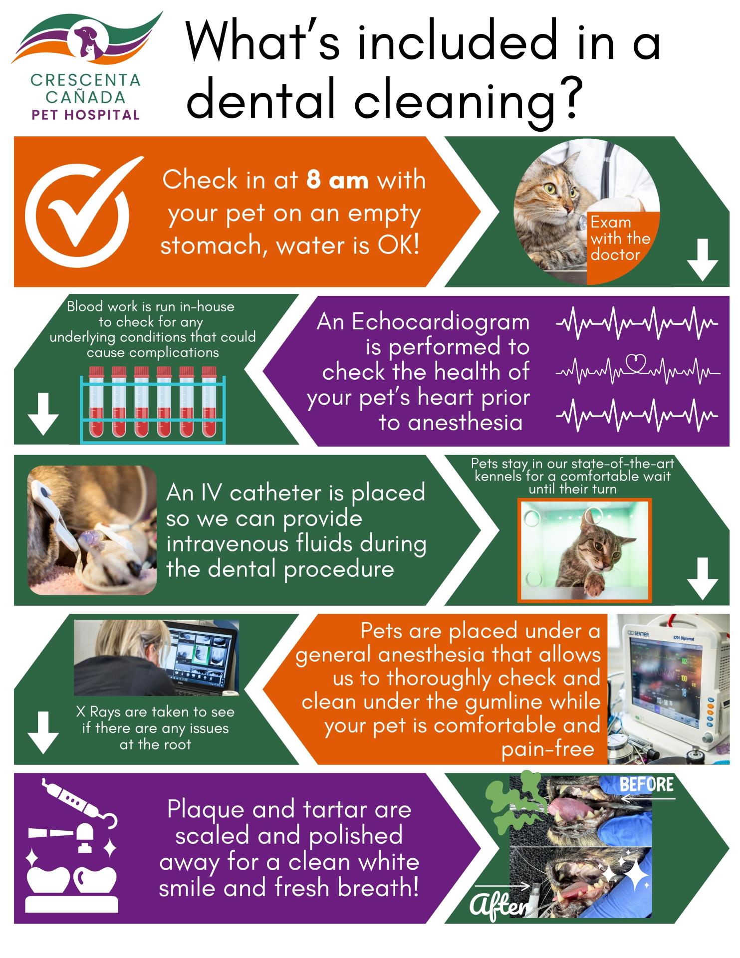 Cat dental infographic