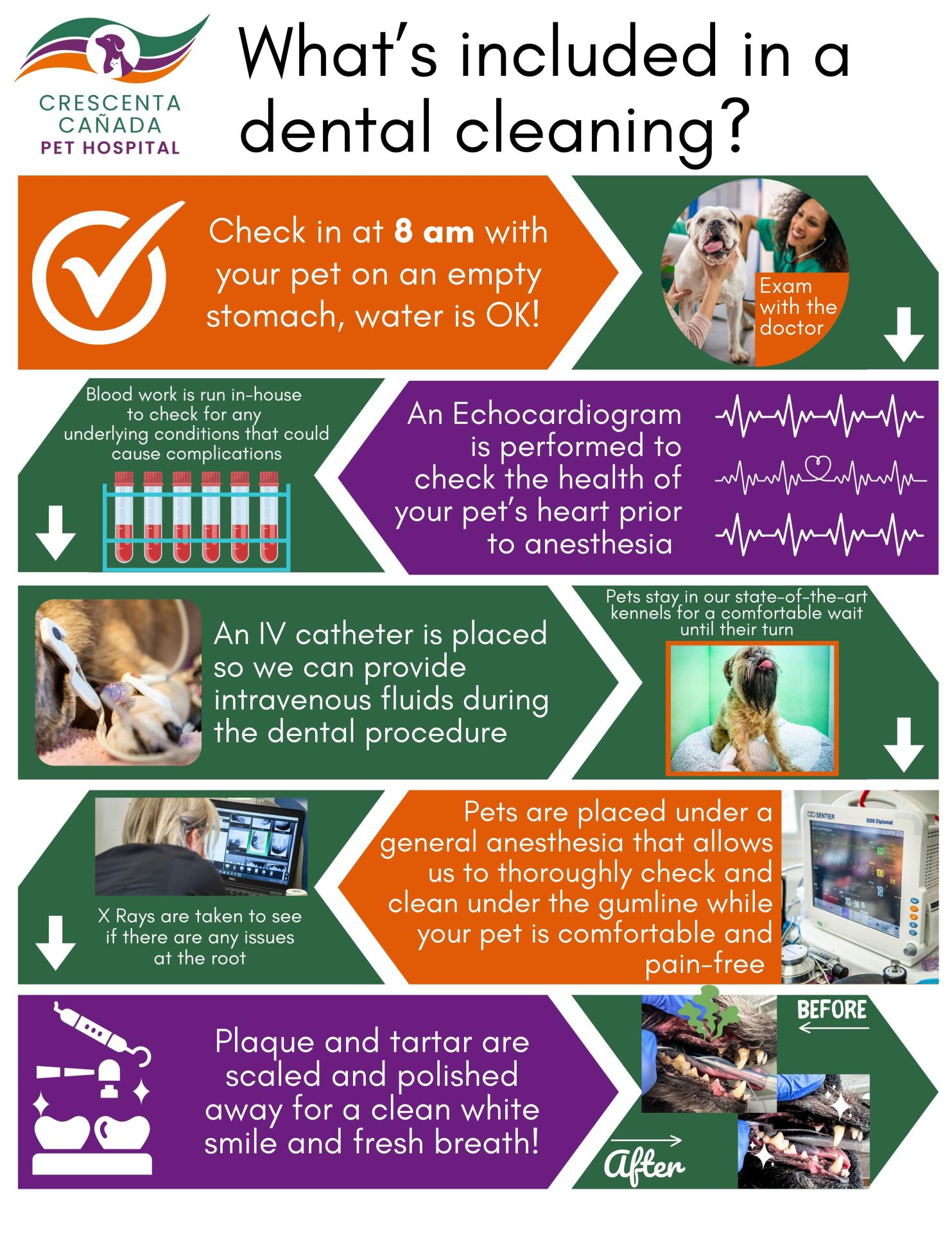 Dog dental infographic