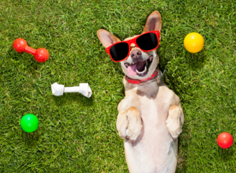 23 Amazing Facts About Dogs You Probably Didn&#039;t Know